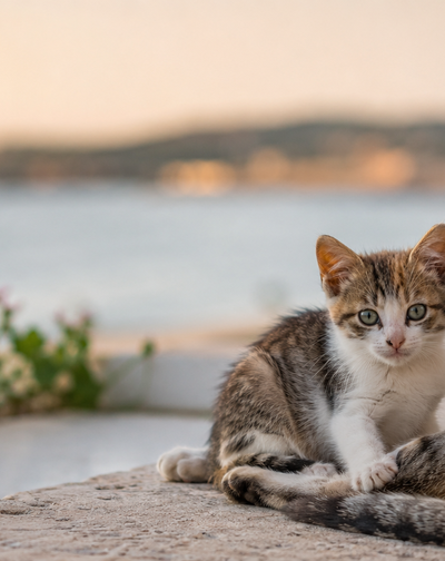 Πρόγραμμα Στειρώσεων Αδέσποτων Γάτων Δήμος Αμαθούντας | Amathunta Municipality